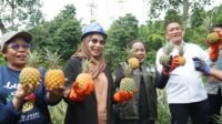 Study Visit Pandu Juara Lutim Berlanjut Ke Sentra Perkebunan Nanas Kediri
